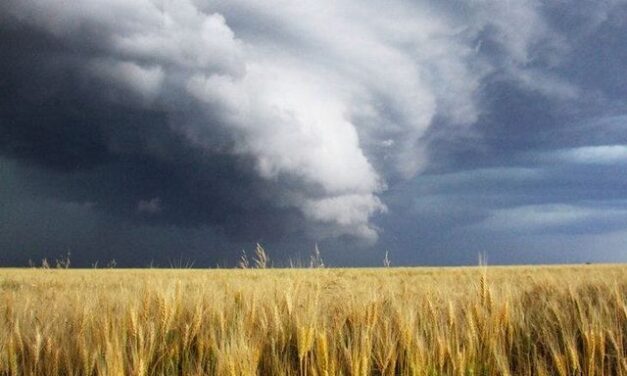 “La Grande Madre, il vento e il grano” di Mirela Stillitano