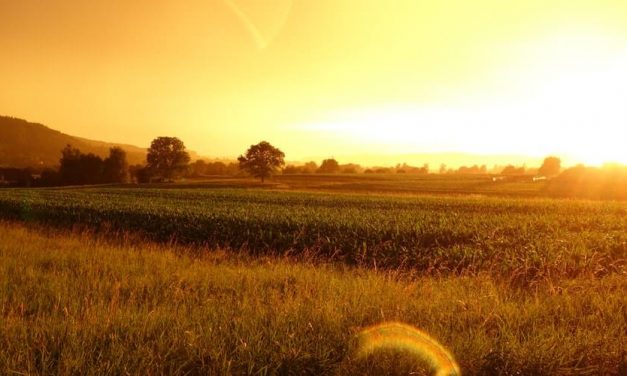 La poesia del giorno: Di luglio di Giuseppe Ungaretti