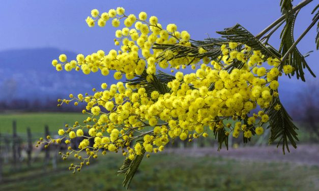 La poesia del giorno: A tutte le donne di Alda Merini