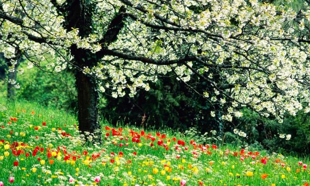 La poesia del giorno: Filastrocca di primavera di Gianni Rodari