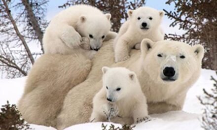 27 FEBBRAIO, GIORNATA MONDIALE DELL’ORSO POLARE